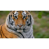 SanDisk Карта памет Extreme Pro SDXC 64GB 300MB/s & 300Mb/s Class 10 V90 UHS-II